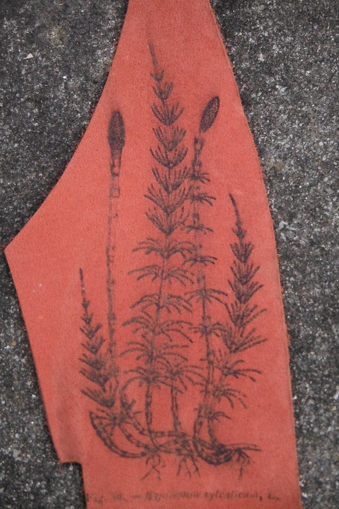 Morceau de cuir orangé portant un dessin botanique de prêle, tracé en traits sombres